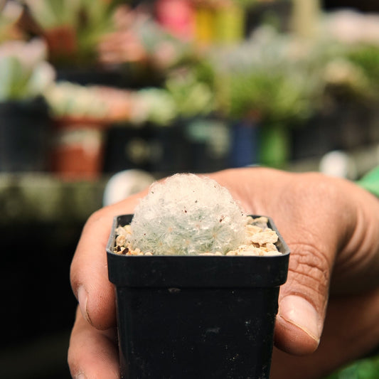 Mammillaria Plumosa - Vivero Florecer