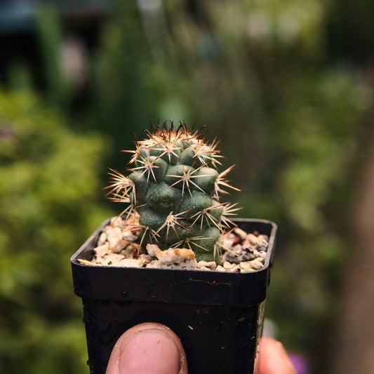Mammillaria Schumannii - Vivero Florecer