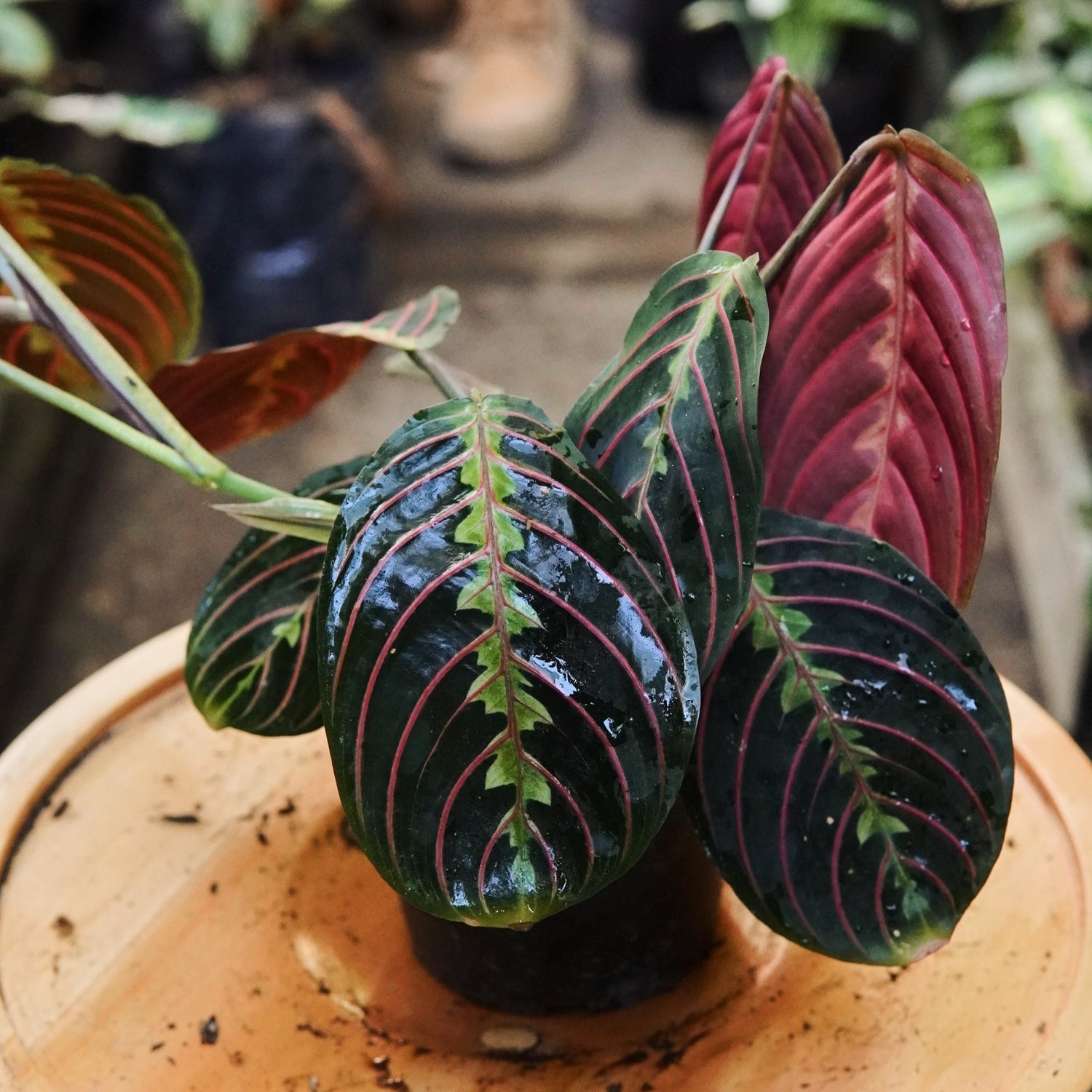 Maranta Leuconera Tricolor - Vivero Florecer