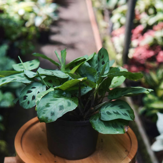 Maranta Leuconeura Kerchoveana - Vivero Florecer