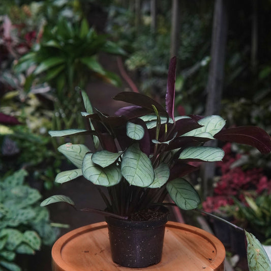 Maranta Leuconeura Mint - Vivero Florecer