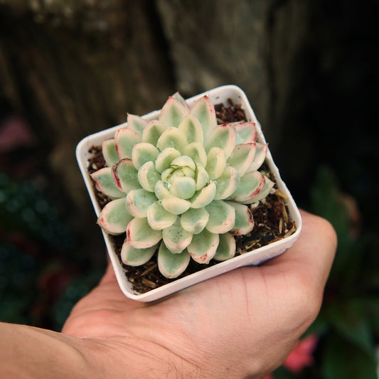 Mebina Variegada - Vivero Florecer