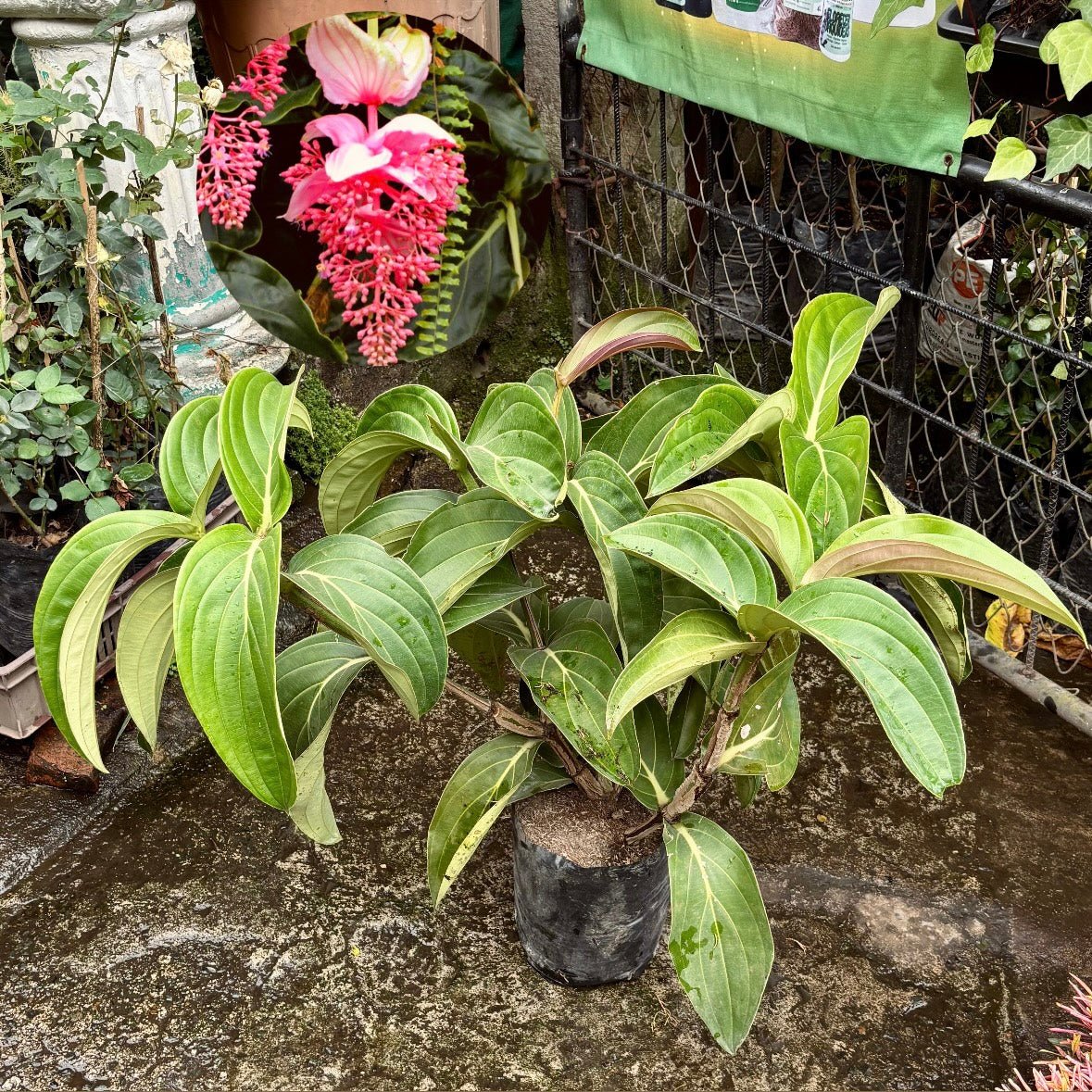 Medinilla Magnifica - Vivero Florecer