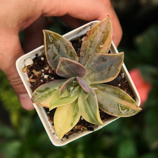 Metallica Variegada - Vivero Florecer