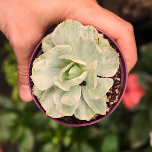 Mocha Variegada - Vivero Florecer