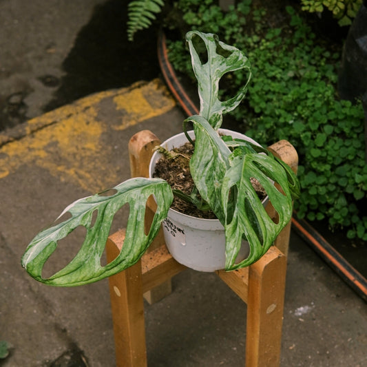 Monstera Adansonii Indonesian Marble (Mármol) Variegada - Vivero Florecer