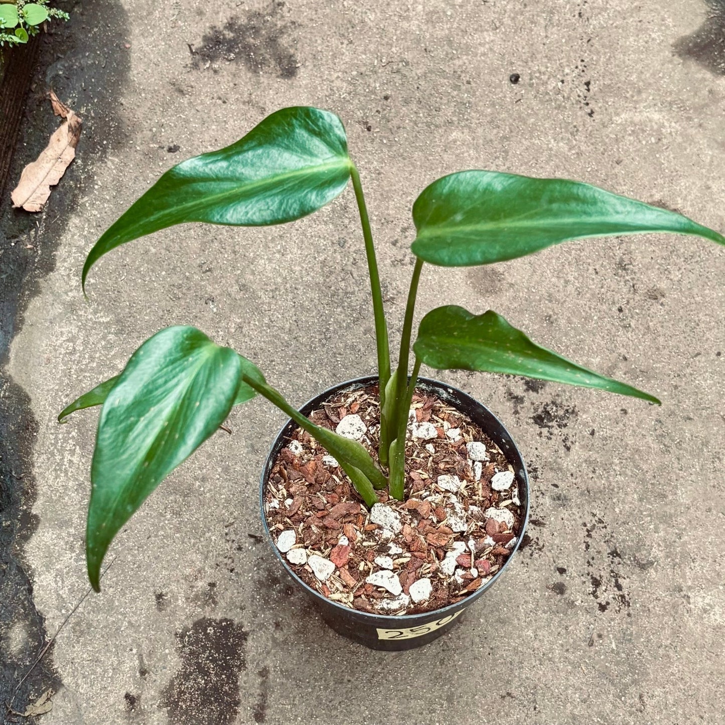Monstera Burle Marx Flame - Vivero Florecer