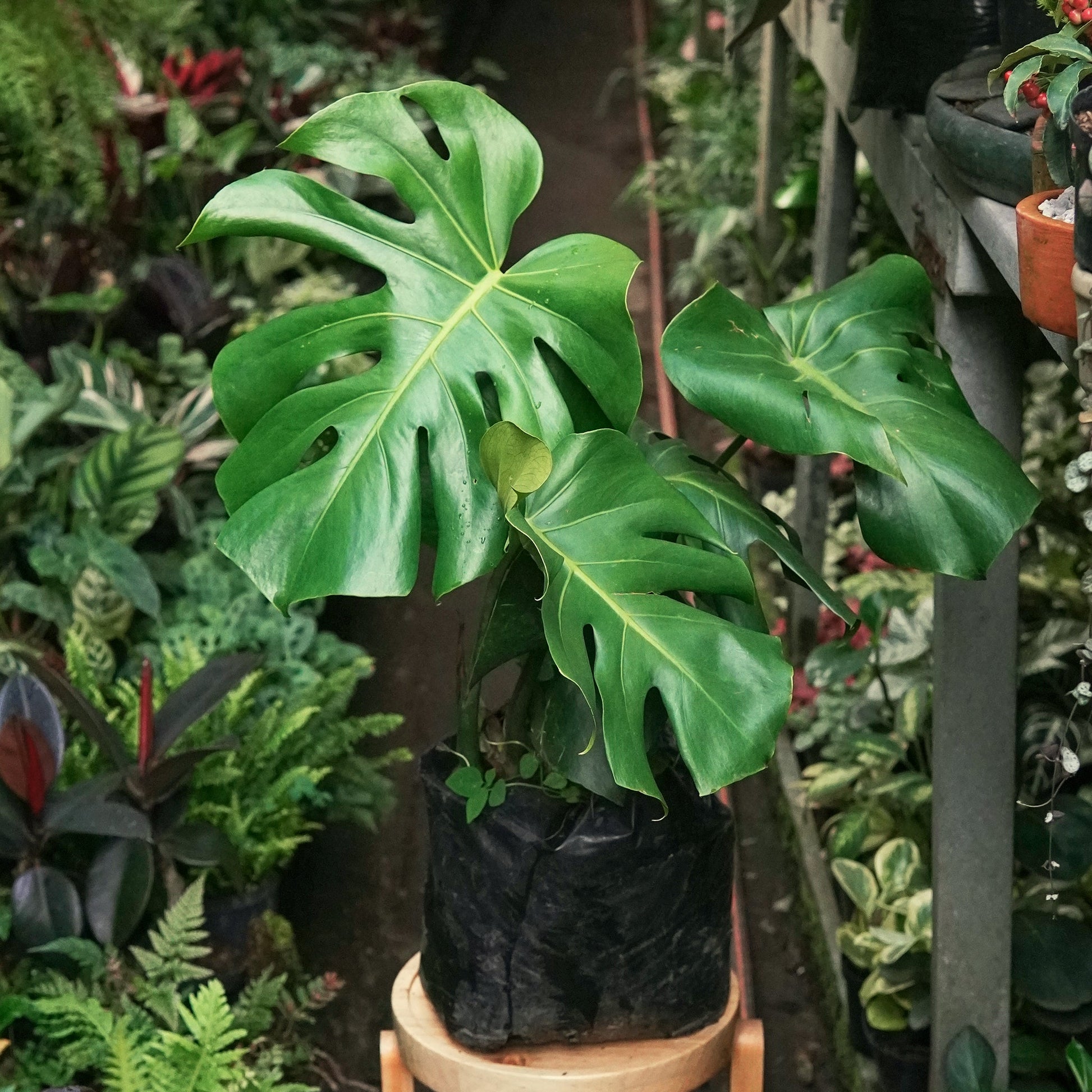 monstera deliciosas Monstera Deliciosa - Planta de Interior
