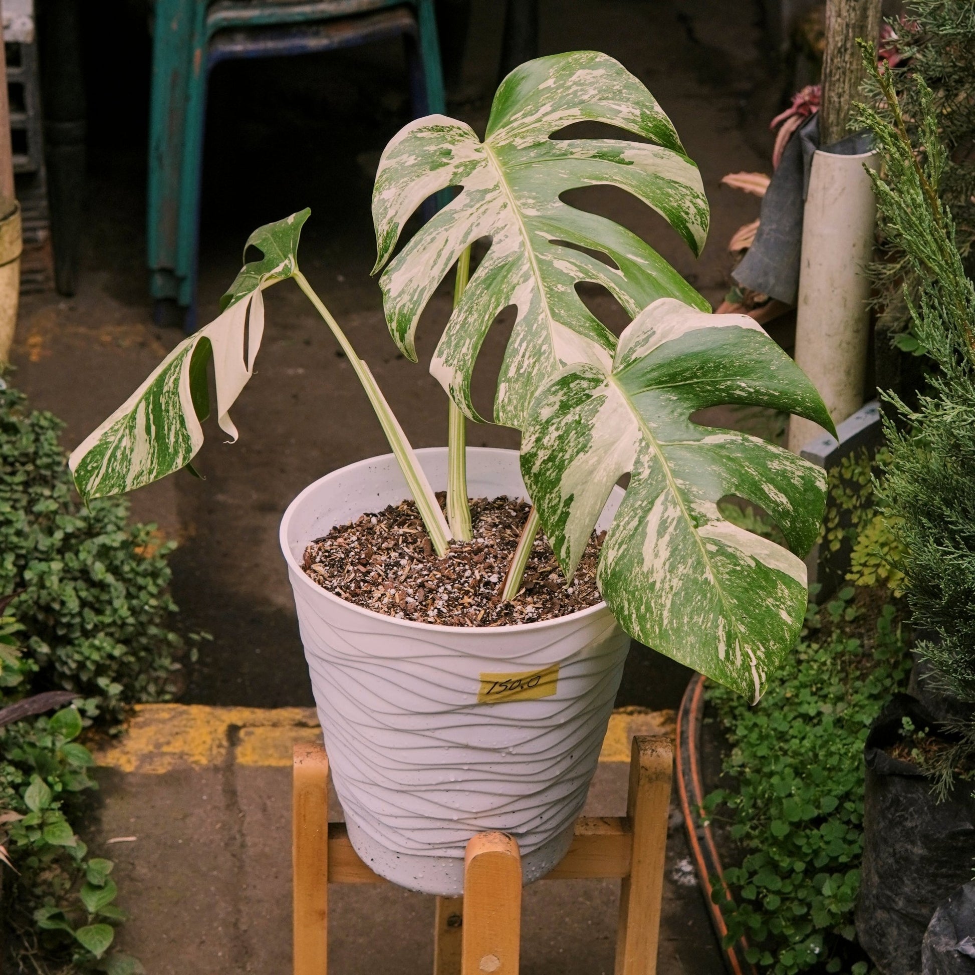 Monstera Deliciosa Albo Variegada - Vivero Florecer
