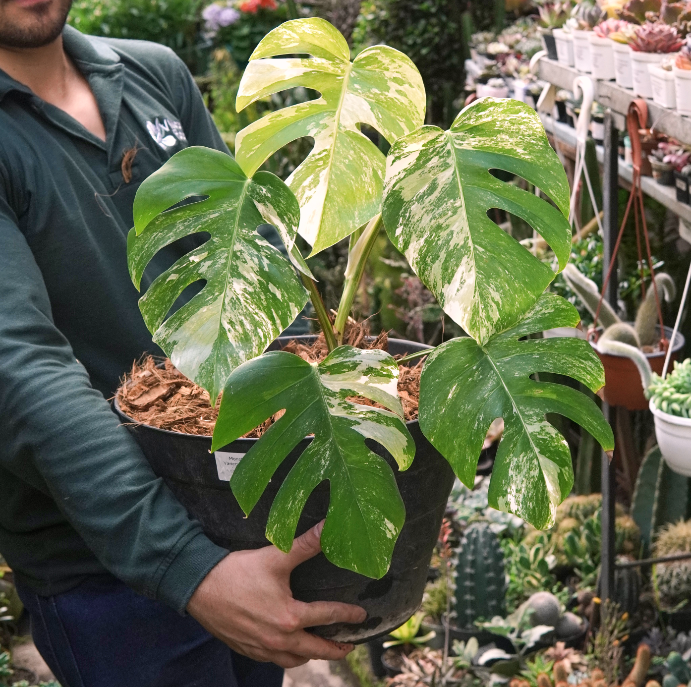 Monstera Deliciosa Albo Variegada - Vivero Florecer