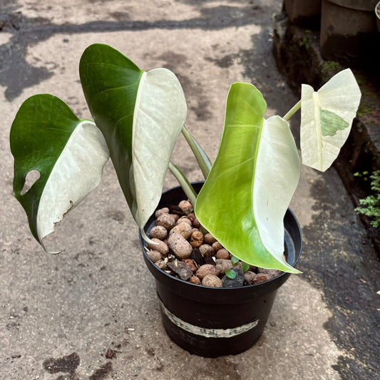 Monstera Deliciosa Half Moon - Vivero Florecer
