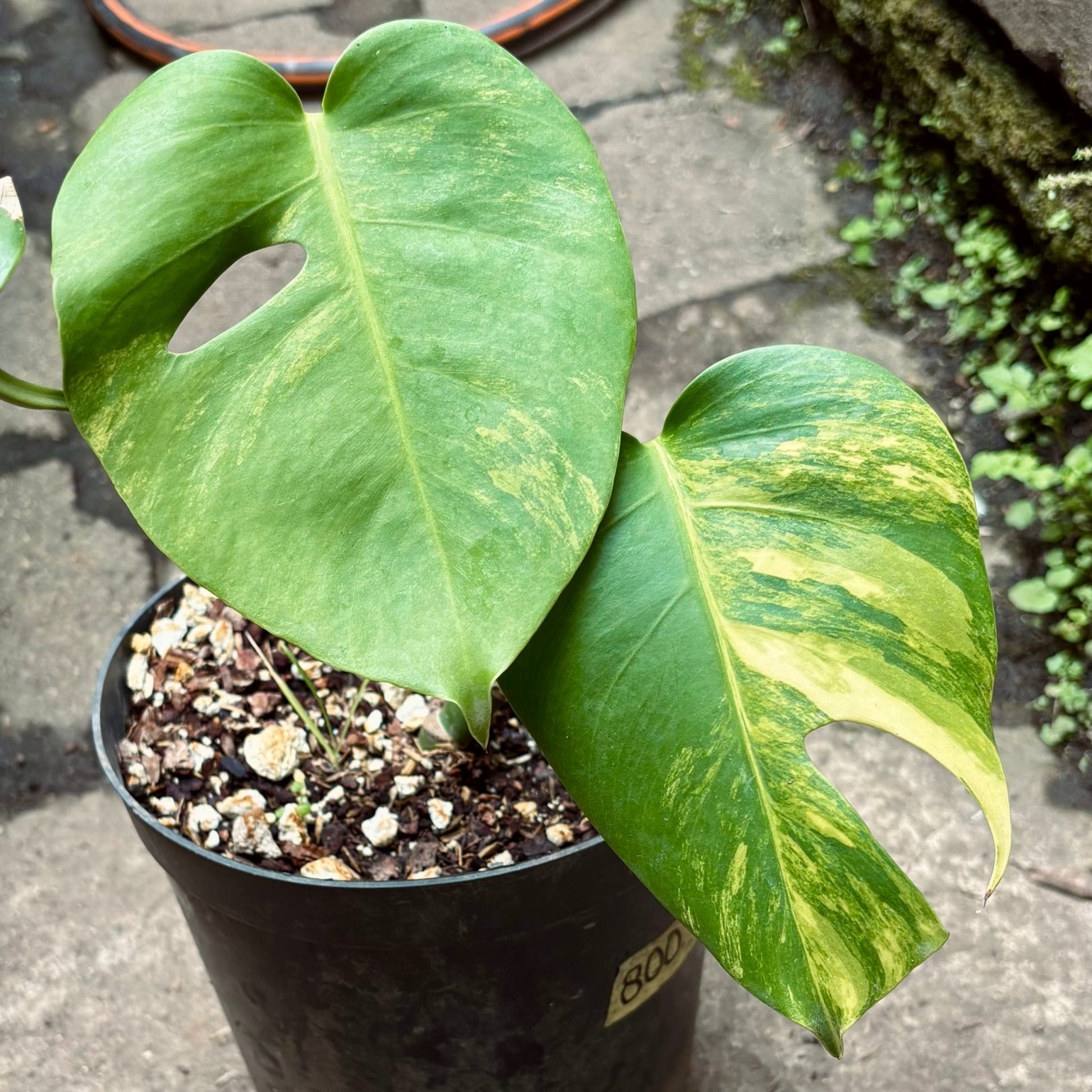 Monstera Deliciosa Miracle Tricolor - Vivero Florecer