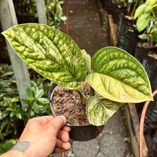 Monstera Perú Variegada - Vivero Florecer