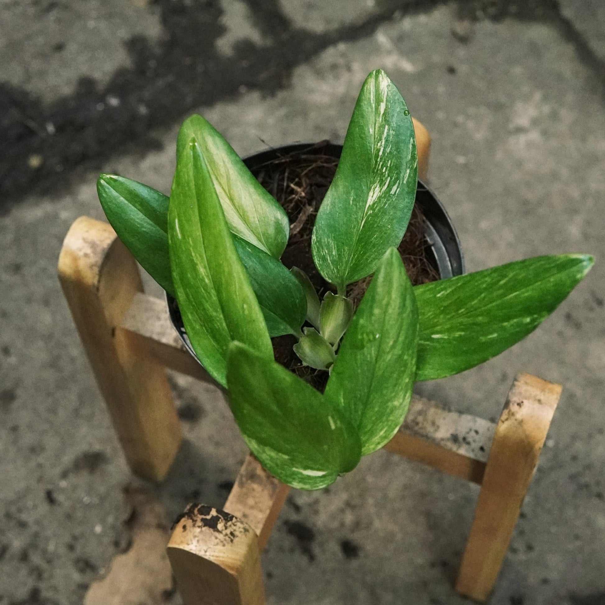 Monstera Standleyana - Vivero Florecer