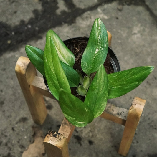 Monstera Standleyana - Vivero Florecer