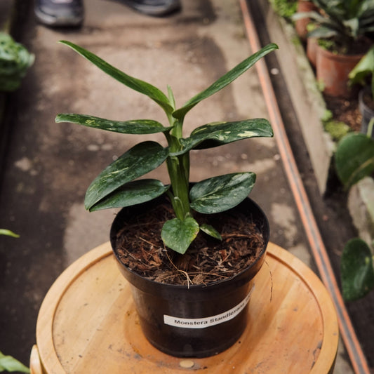 Monstera Standleyana - Vivero Florecer