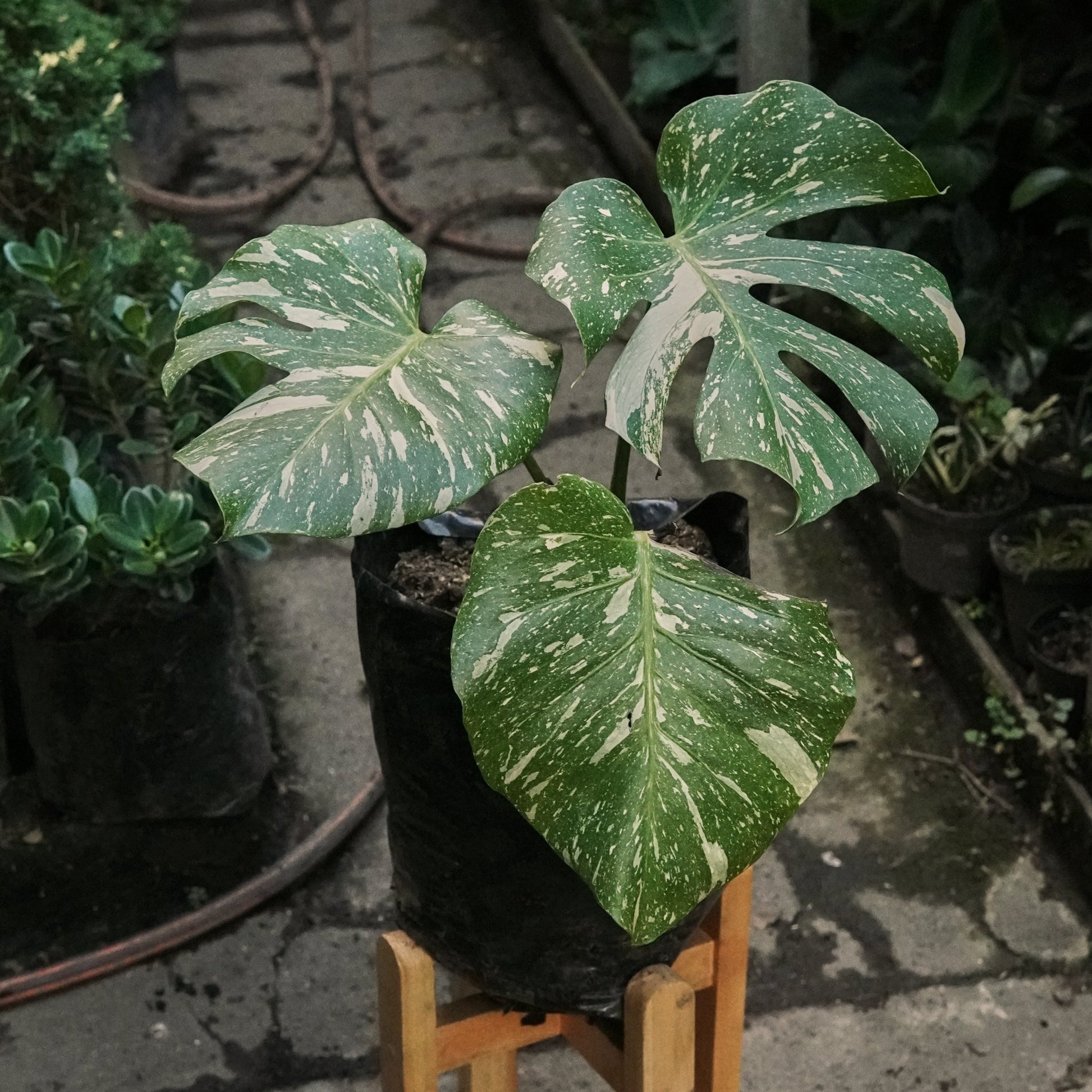 Monstera Thai Constellation - Vivero Florecer