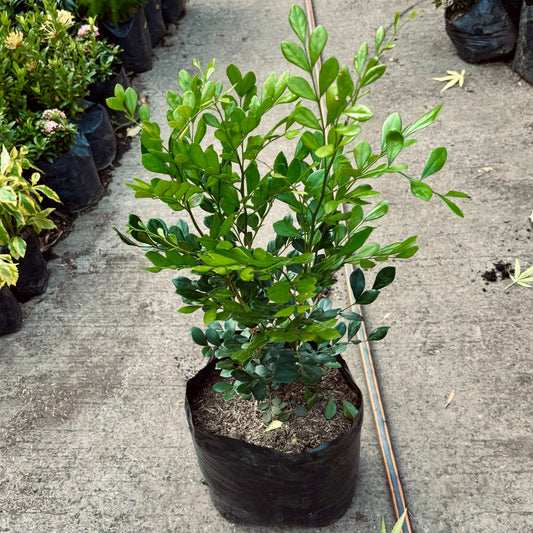 Murraya Paniculata-Azahar De La India - Vivero Florecer