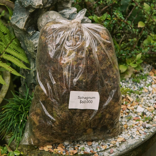 Musgo Sphagnum - Vivero Florecer