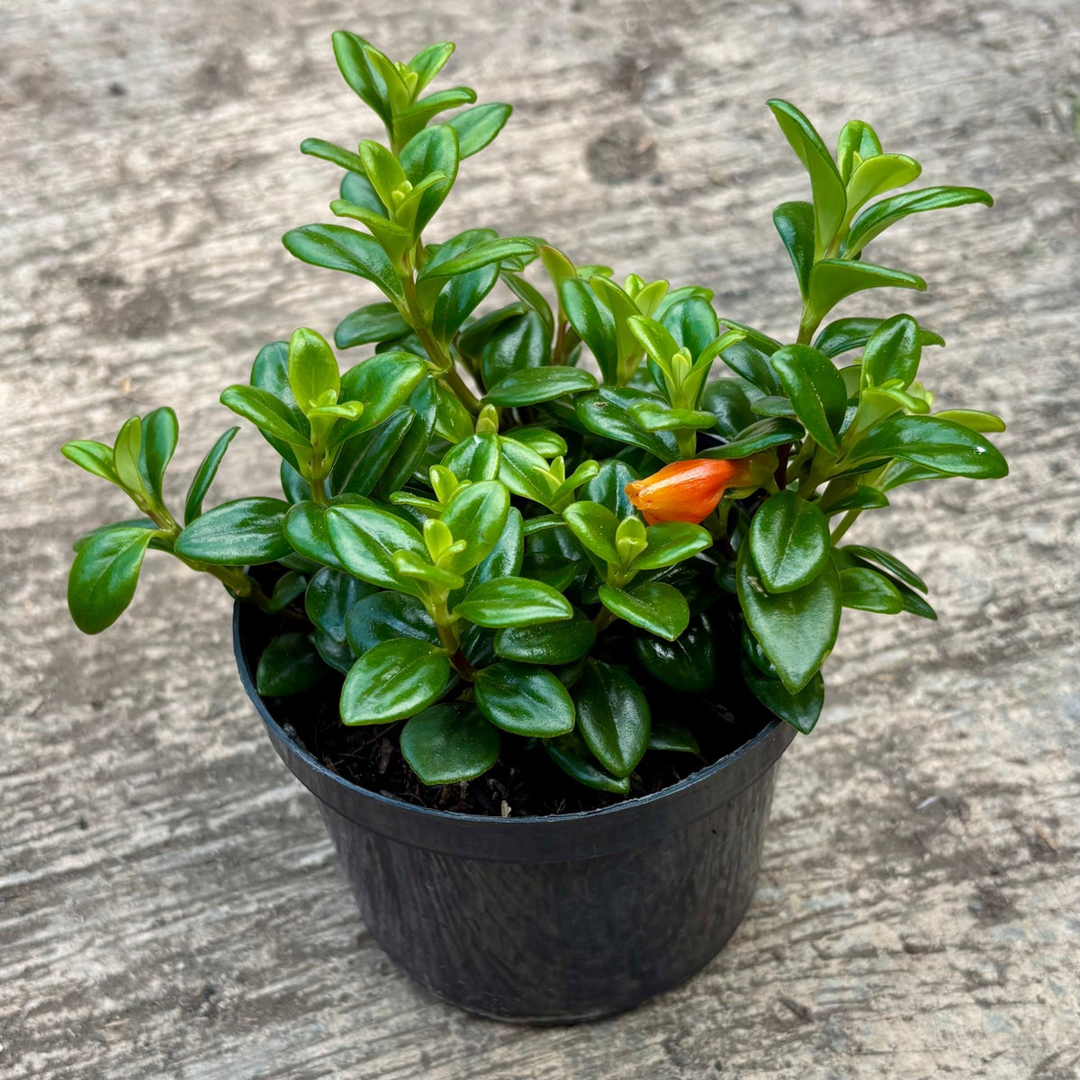 Nematanthus Gregarius “Pescadito Naranja” - Vivero Florecer