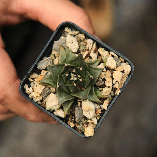 Obregonia Denegrii - Vivero Florecer