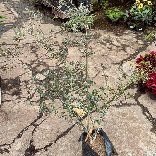 Olea Europaea “Olivo Aceituna” - Vivero Florecer