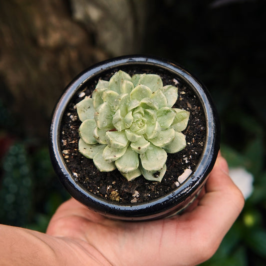 Olivia Variegada - Vivero Florecer