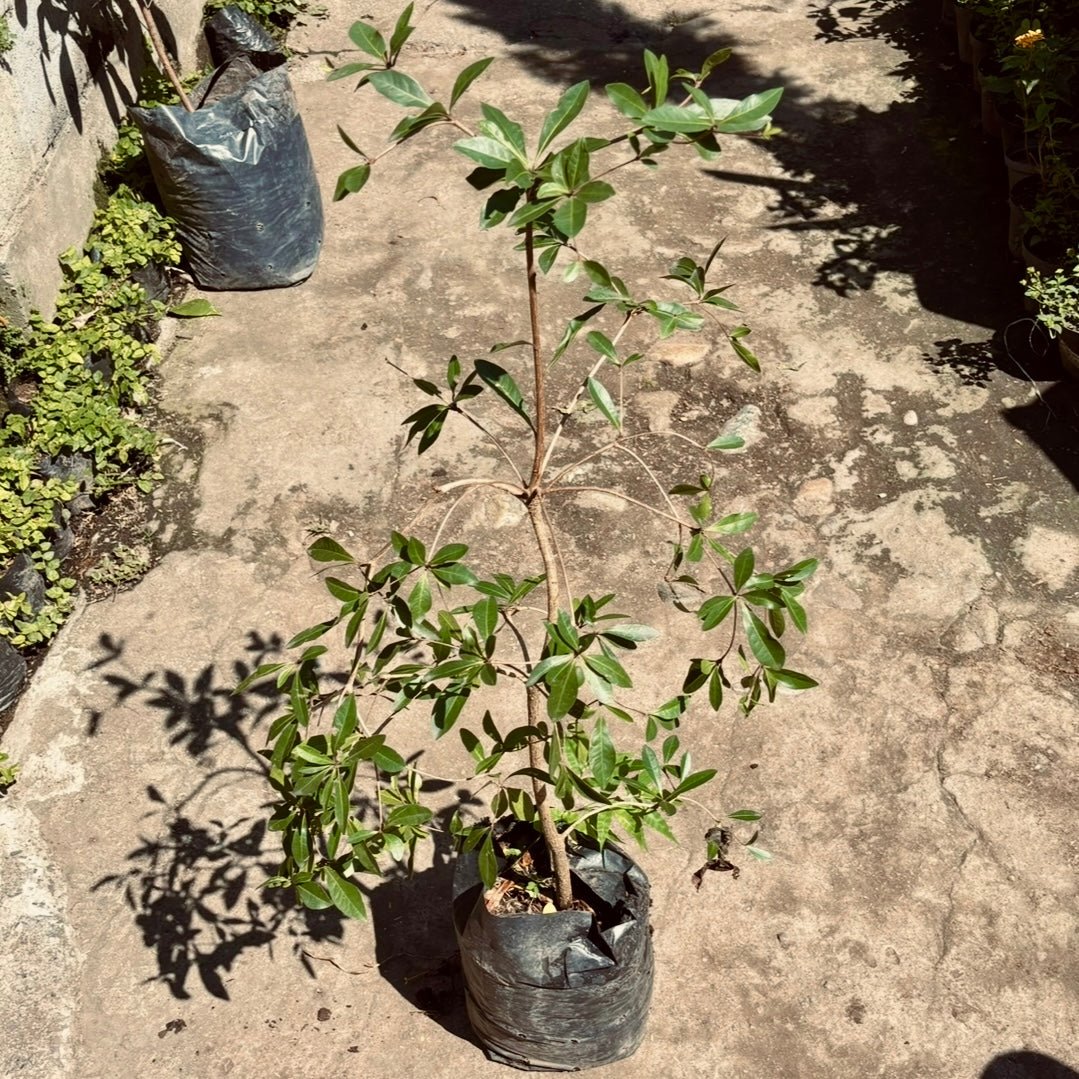 Olivo Negro - Vivero Florecer