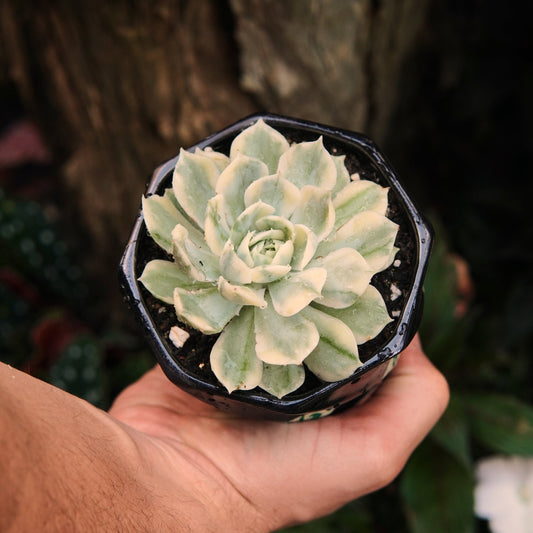 Onslow Variegada - Vivero Florecer