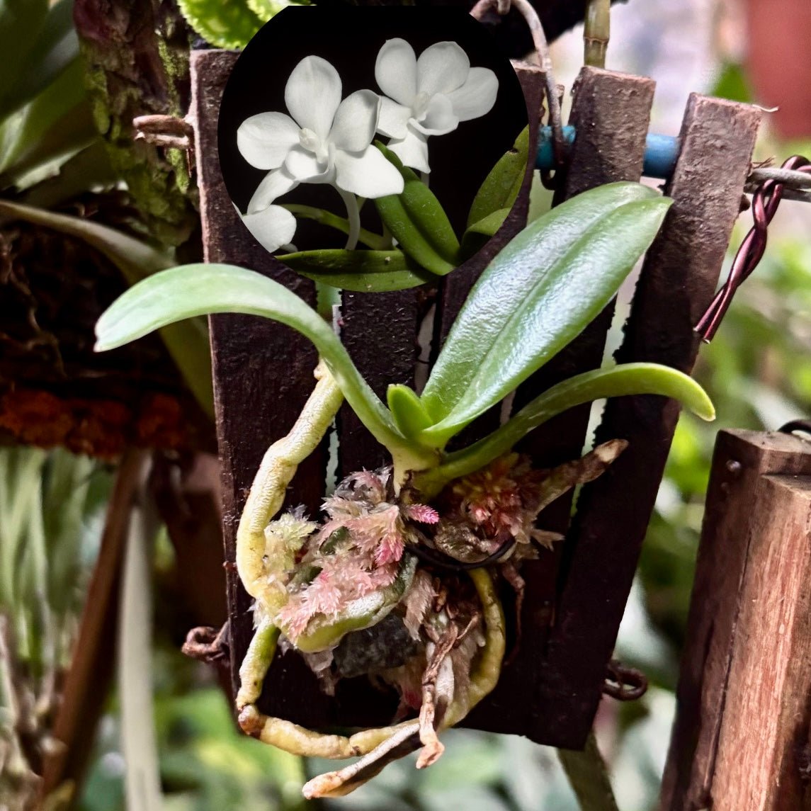 Orquídea Amesiella Monticola - Vivero Florecer