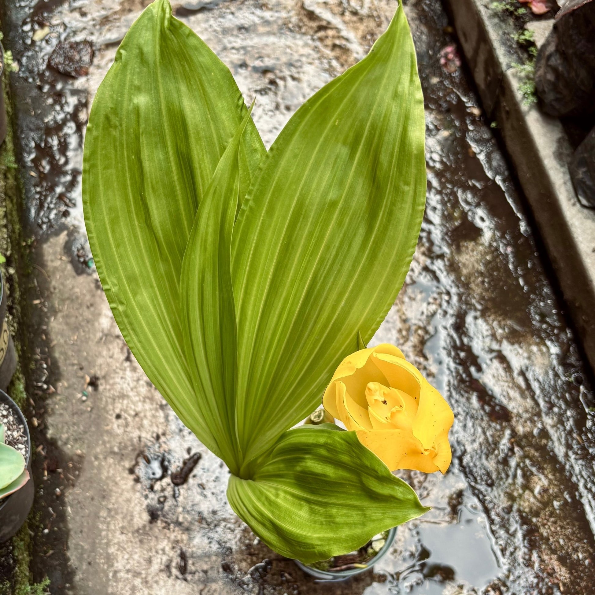 Orquídea Anguloa Clowesii “Cuna De Venus” - Vivero Florecer