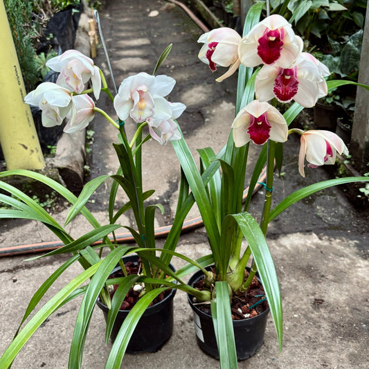 Orquídea Cymbidium - Vivero Florecer