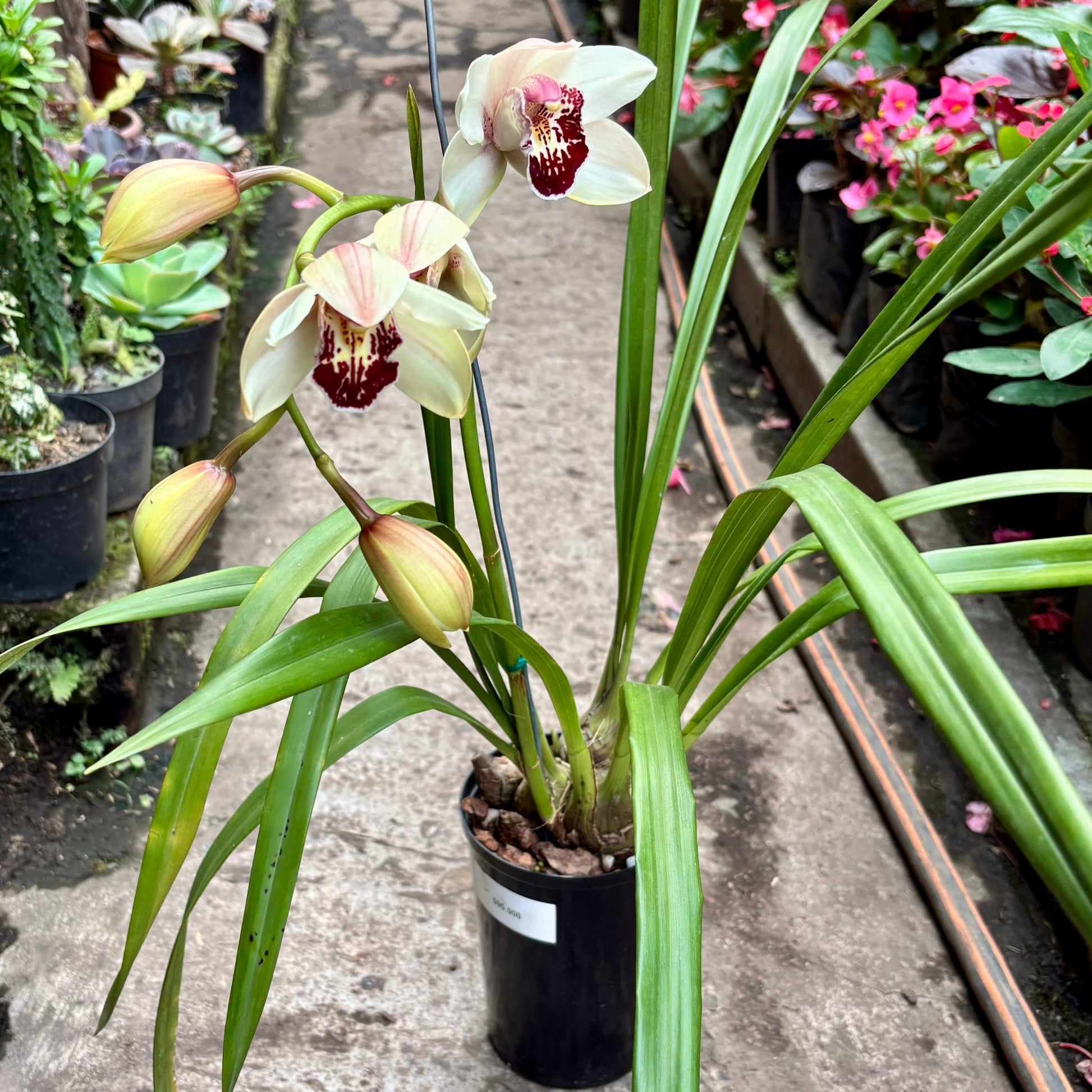 Orquídea Cymbidium Summer Love 'Dwarf Pink' - Vivero Florecer