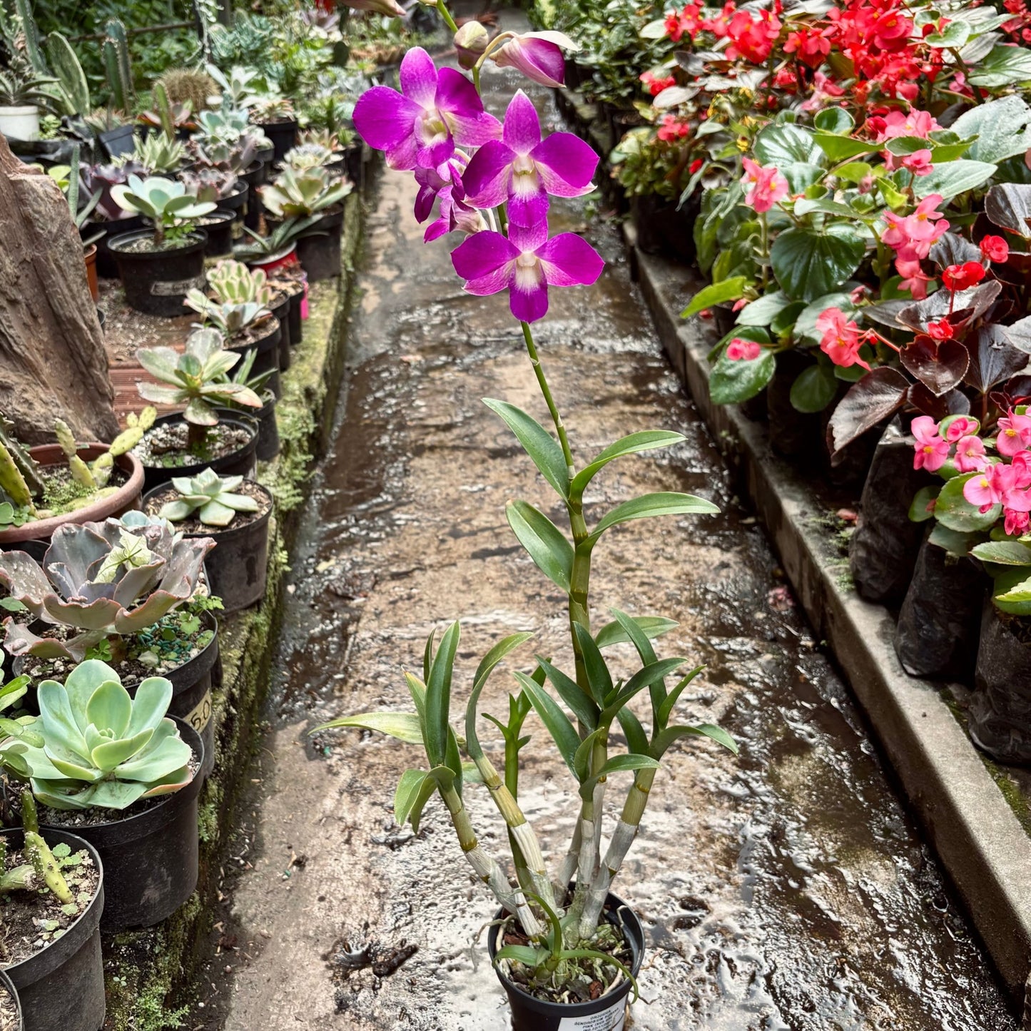 Orquídea Dendrobium Burana - Vivero Florecer