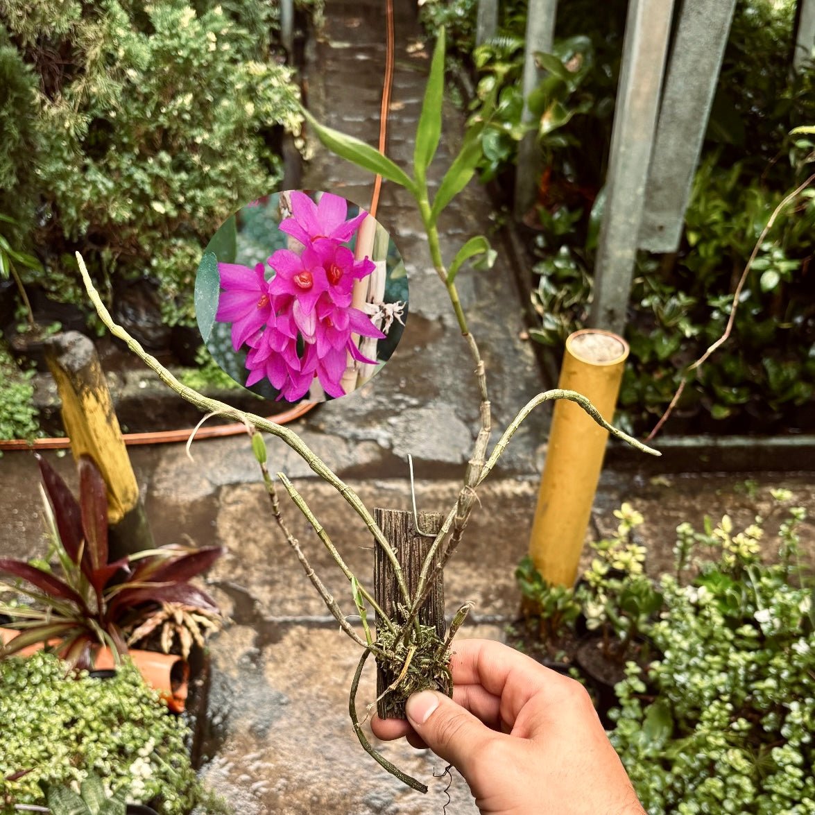 Orquídea Dendrobium Glomeratum - Vivero Florecer