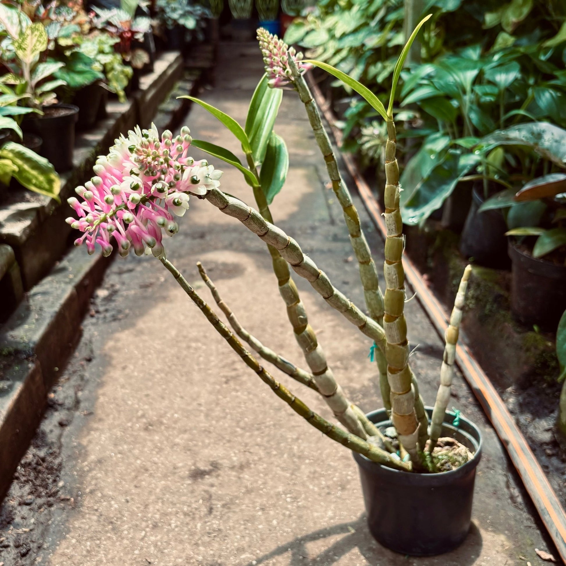 Orquídea Dendrobium Smillieae - Vivero Florecer