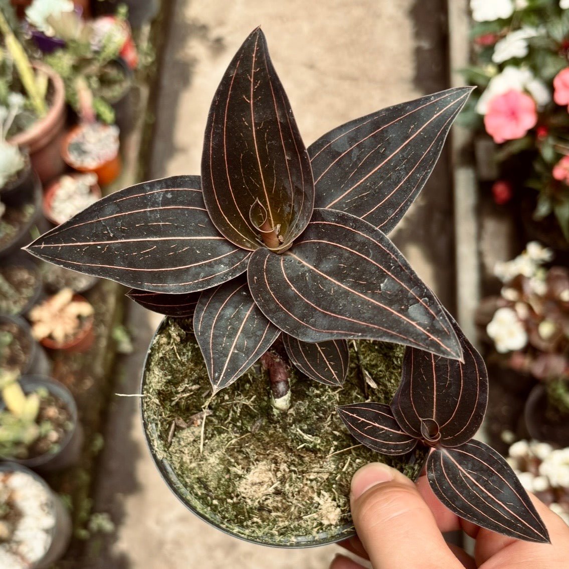 Orquídea Ludisia Discolor - Vivero Florecer