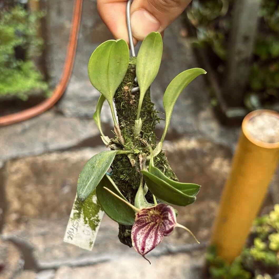 Orquídea Masdevallia Panama Stripes - Vivero Florecer