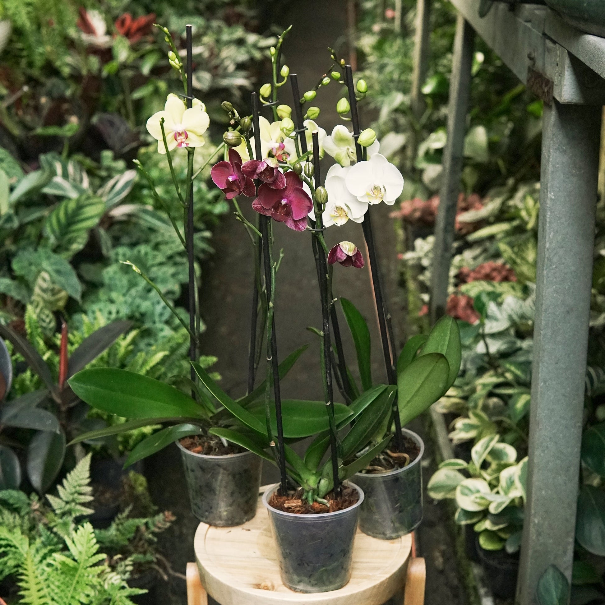 Orquídea Phalaepnosis Doble Vara Floral - Vivero Florecer