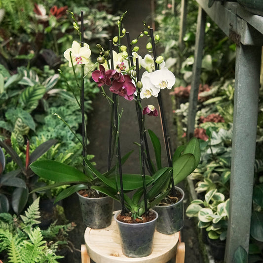 Orquídea Phalaepnosis Doble Vara Floral - Vivero Florecer