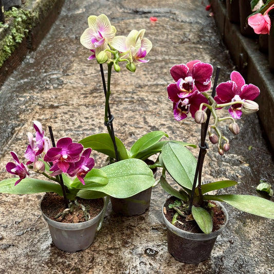 Orquídea Phalaepnosis Mini - Vivero Florecer