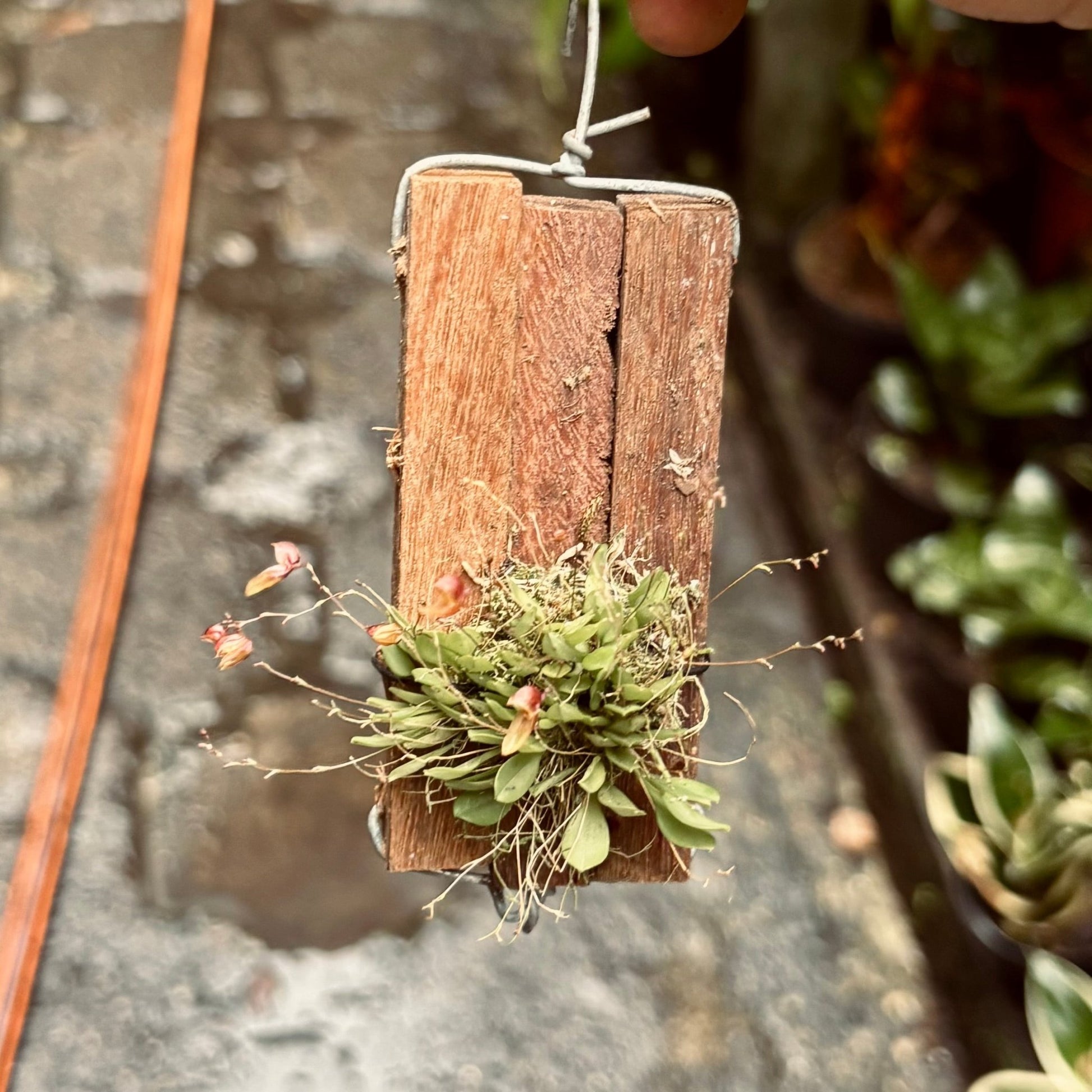 Orquídea Specklinia Grobyi - Vivero Florecer