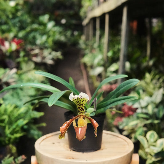 Orquídea Zapatico (Paphiopedilum Insigne) - Vivero Florecer