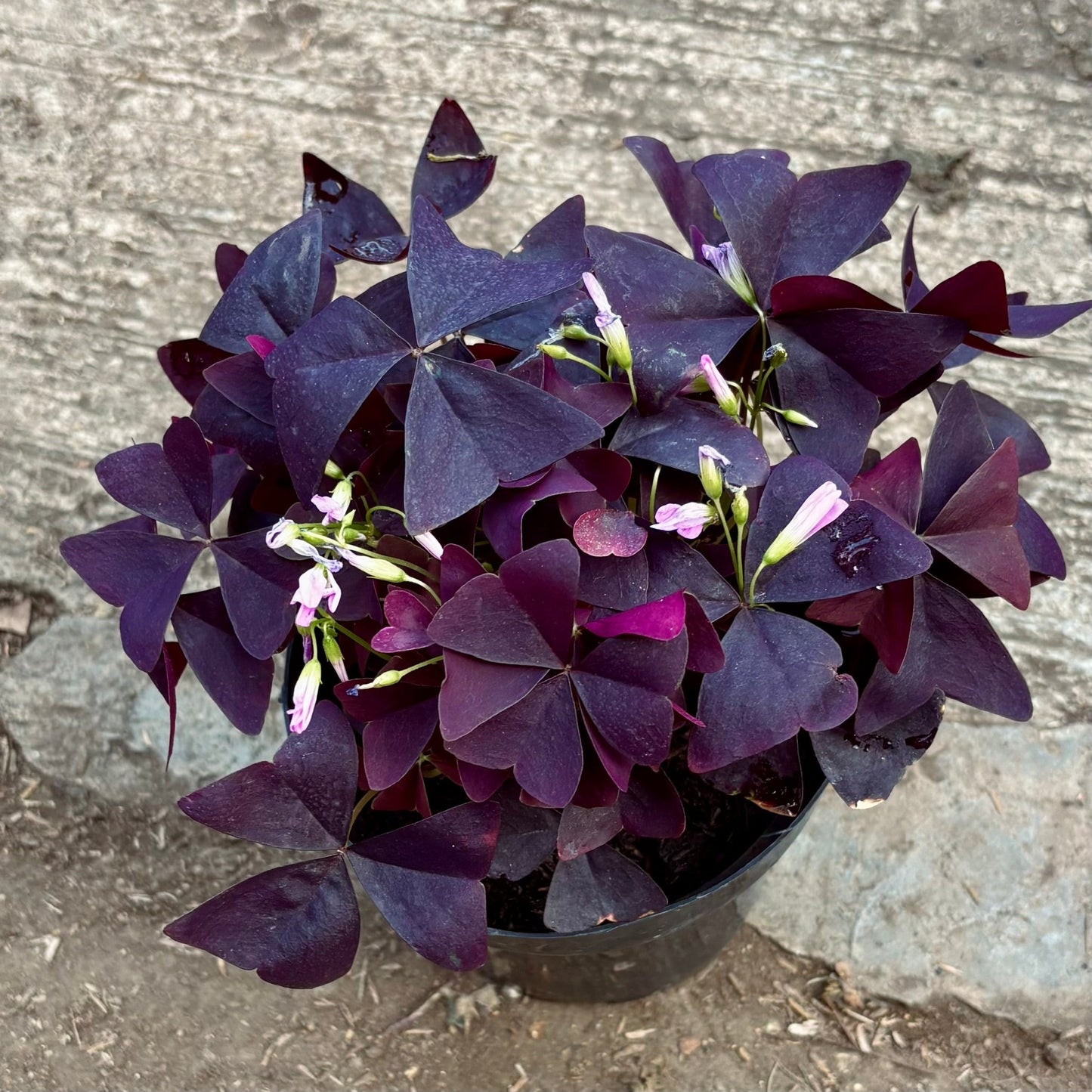Oxalis Triangularis “Trebol Morado” - Vivero Florecer
