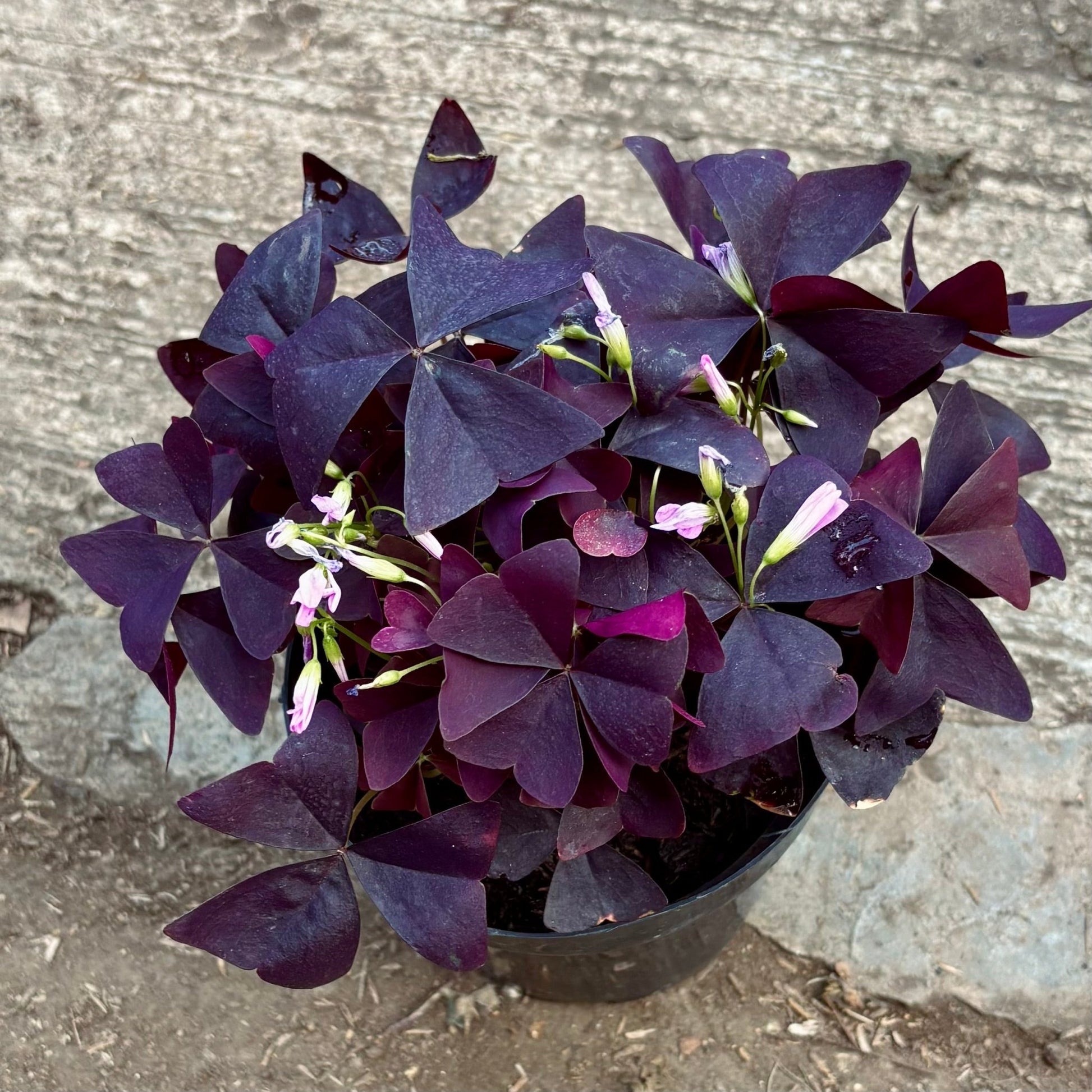 Oxalis Triangularis “Trebol Morado” - Vivero Florecer