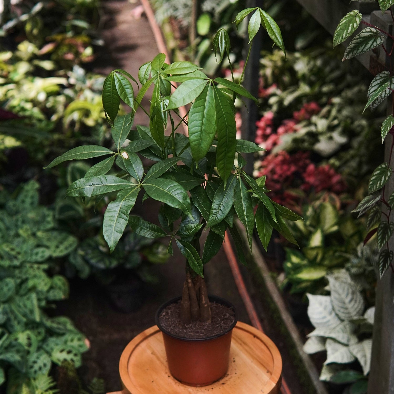 Pachira Aquatica Trenzada - Vivero Florecer