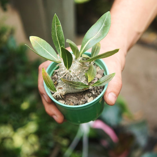 Pachypodium Densiflorum - Vivero Florecer