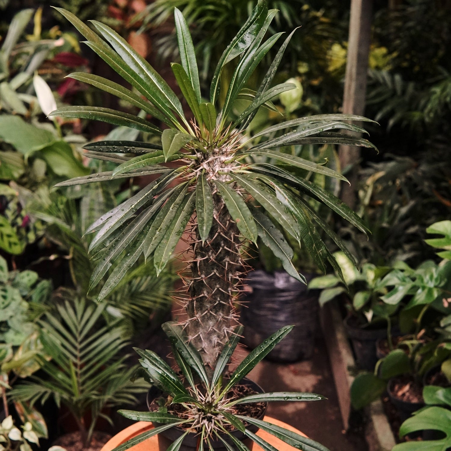 Pachypodium Lamerei - Vivero Florecer