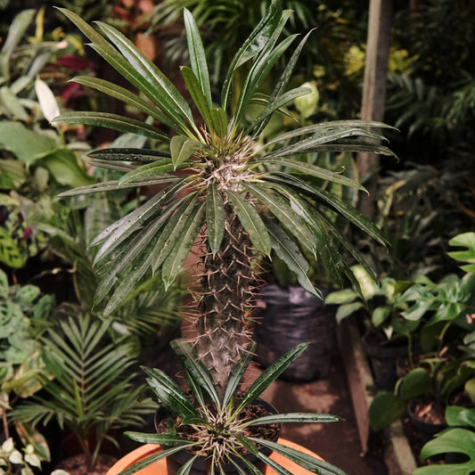 Pachypodium Lamerei - Vivero Florecer