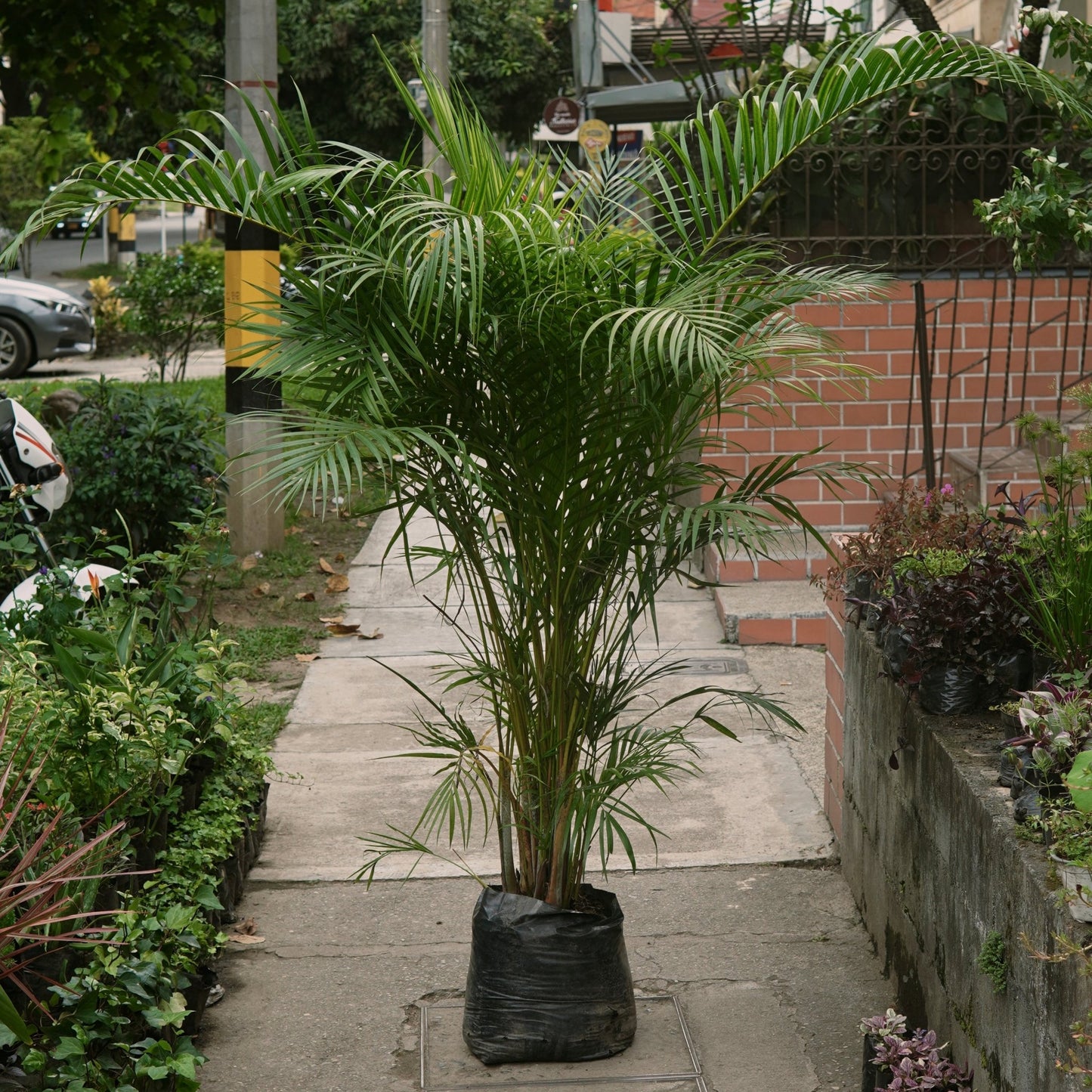Palma Areca - Vivero Florecer